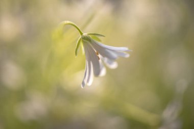 Stellaria nemorum mayıs ortasında çiçek açar