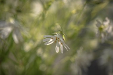 Stellaria nemorum mayıs ortasında çiçek açar