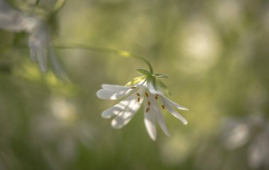 Stellaria nemorum mayıs ortasında çiçek açar