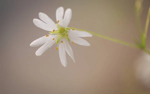 Stellaria Nemorum Blooms Middle May — Stock Photo, Image