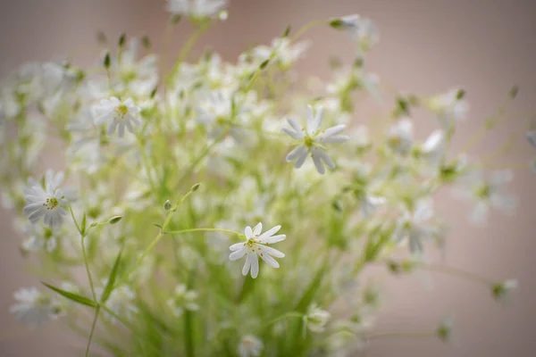 Stellaria Nemorum Blooms Middle May — Stock Photo, Image