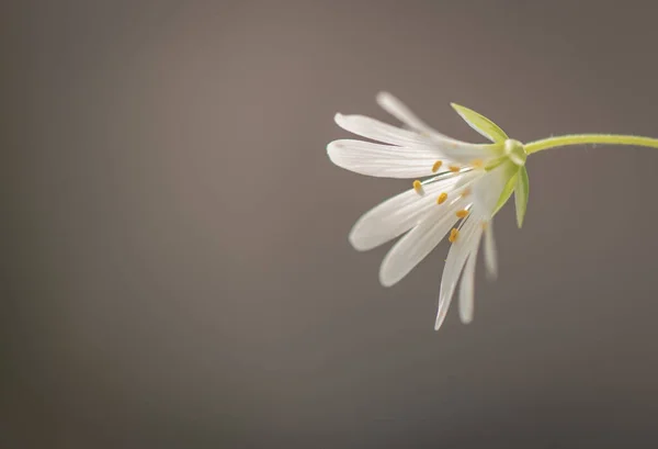 Stellaria Nemorum Blooms Middle May — Stock Photo, Image