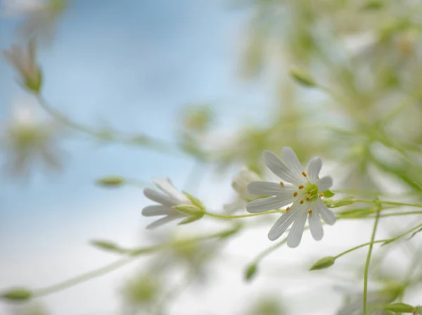 Stellaria Nemorum Kwitnie Połowie Maja — Zdjęcie stockowe