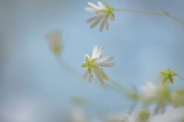 Цвіте Stellaria Nonorum Середині Травня — стокове фото