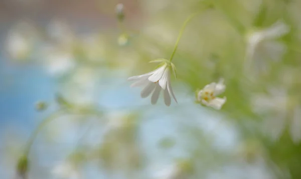Stellaria Nemorum Mayıs Ortasında Çiçek Açar — Stok fotoğraf