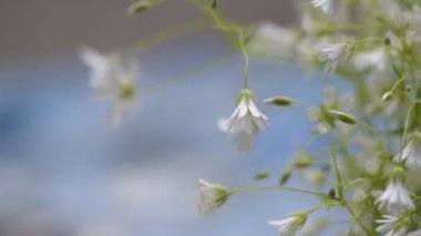 Stellaria nemorum çiçekleri nazik bir açıyla