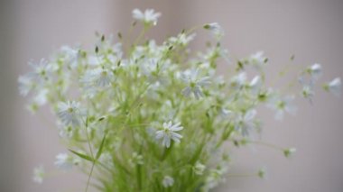 Stellaria nemorum çiçekleri nazik bir açıyla