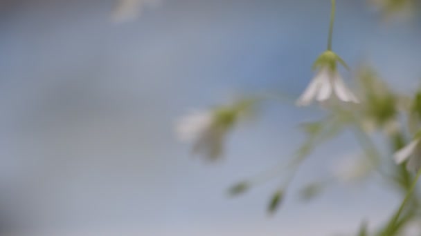 Stellaria Nemorum Çiçekleri Nazik Bir Açıyla — Stok video