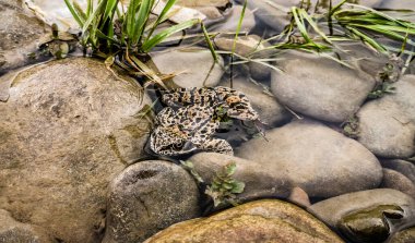 Dağ nehrinde saklanan Motley kurbağası