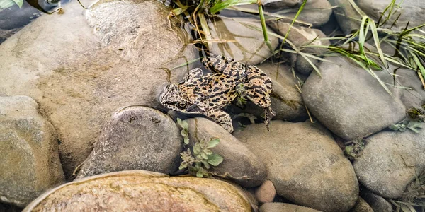 Motley Frog Hiding Mountain River — Stock Photo, Image