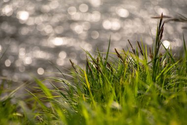 Dağ nehrinin arka planında sulu, taze çimenler