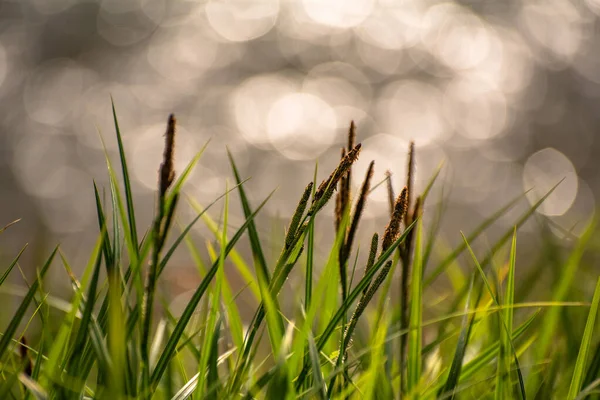 Sappig Jong Gras Een Achtergrond Van Een Berg Rivier — Stockfoto