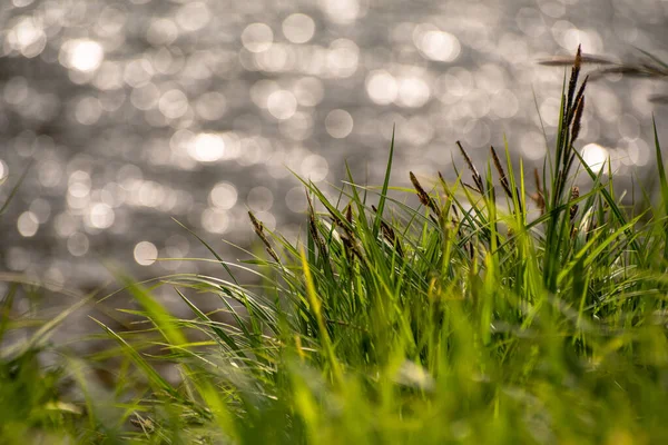 Saftigt Ungt Gräs Bakgrund Bergsflod — Stockfoto