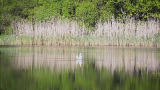 Cisne Blanco Solitario Lago — Vídeo de stock