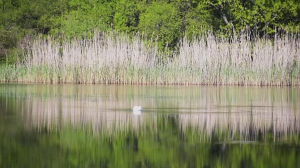 Cisne Blanco Solitario Lago — Vídeo de stock