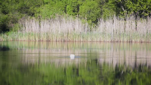 Μοναχικός Λευκός Κύκνος Στη Λίμνη — Αρχείο Βίντεο
