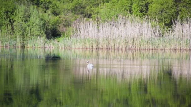 Cisne Blanco Solitario Lago — Vídeo de stock