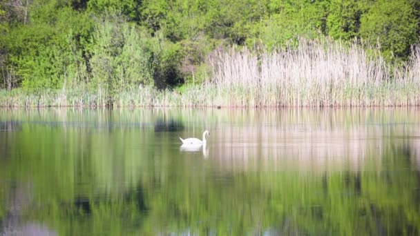 Одинокий Белый Лебедь Озере — стоковое видео