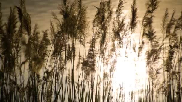 Prachtig Gouden Uur Aan Het Meer — Stockvideo