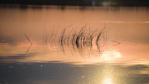 Hermosa Hora Dorada Lago — Vídeos de Stock