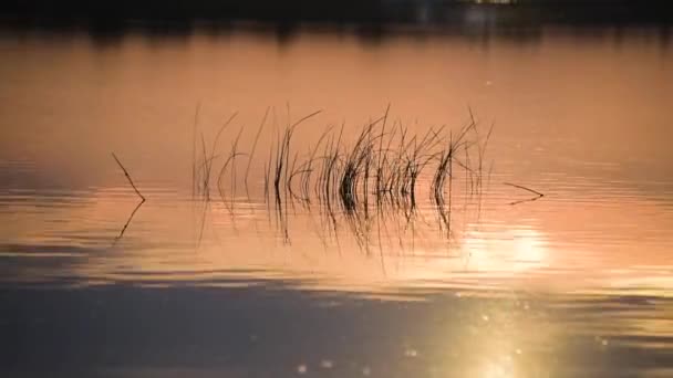 Bella Ora Oro Sul Lago — Video Stock