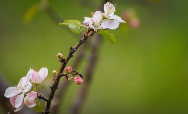 Romantik Karınca denilen manzara