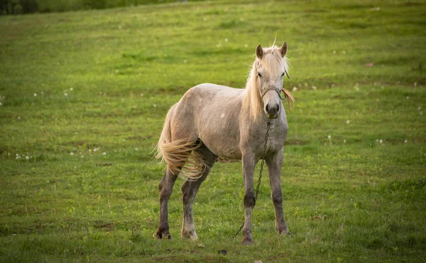 Krajina Zvaná Cikánský Kůň — Stock fotografie