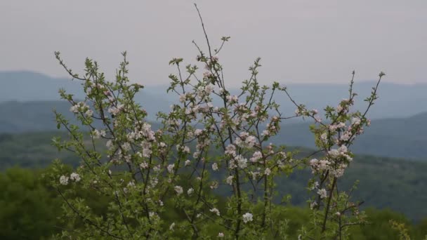 Frühling Den Karpaten — Stockvideo