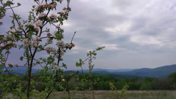 Frühling Den Karpaten — Stockvideo