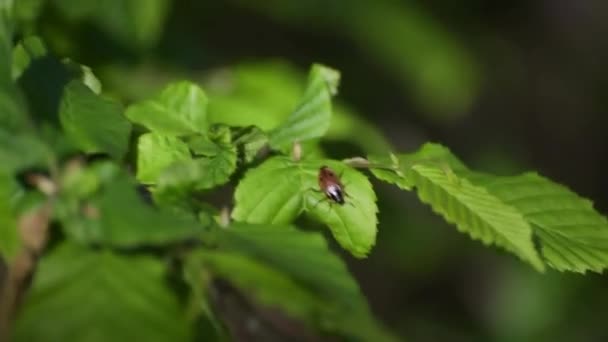 緑のカブトムシは葉の上に座る — ストック動画