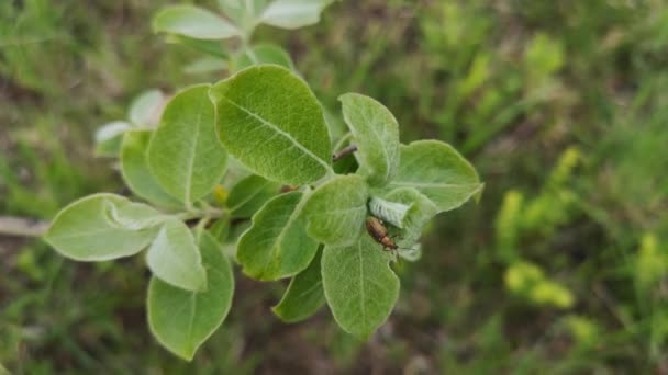 Green Beetle Sits Leaf — Stock Video