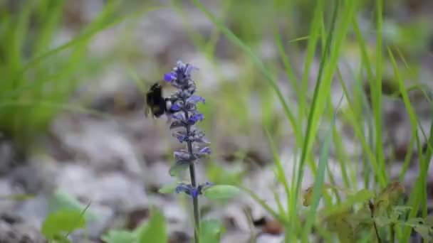 Wild Bumblebee Sbírá Nectar — Stock video