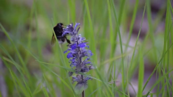 Wild Bumblebee Sbírá Nectar — Stock video