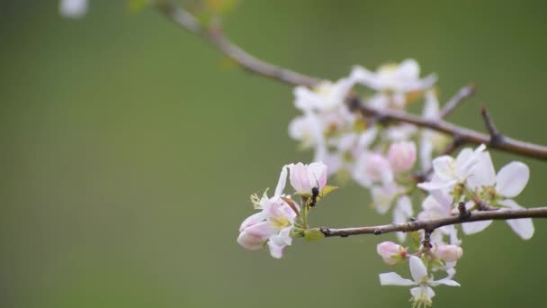 Formiche Grandi Nere Ramo Albero — Video Stock