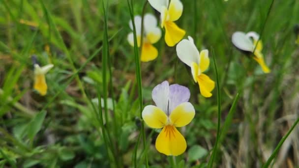 Violette Tre Colori Ondeggiano Nel Vento — Video Stock