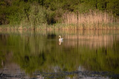 Gölde yalnız beyaz kuğu