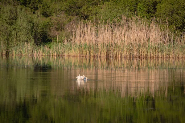 Cygne Blanc Solitaire Sur Lac — Photo