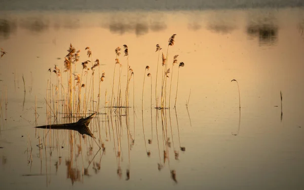 Belle Heure Dorée Sur Lac — Photo