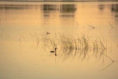 Gün batımında bir gölde yaban ördeği dışkısı