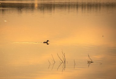Gün batımında bir gölde yaban ördeği dışkısı