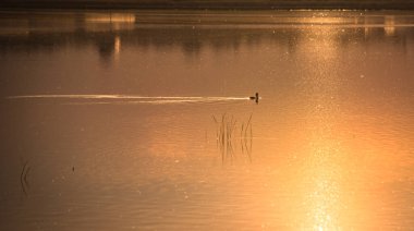 Gün batımında bir gölde yaban ördeği dışkısı
