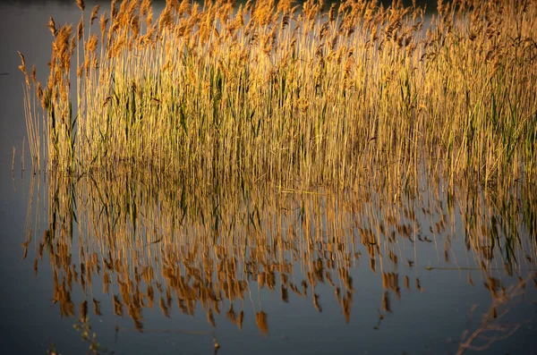 Rietstruiken Een Meer Bij Zonsondergang — Stockfoto