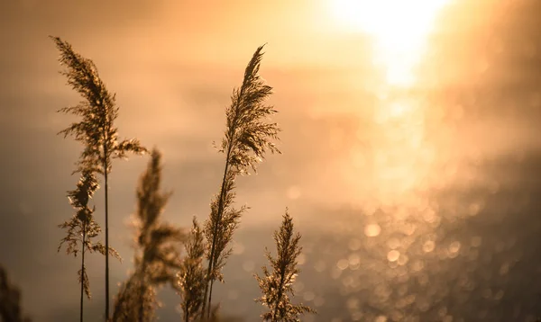 Schilfdickicht Auf Einem See Bei Sonnenuntergang — Stockfoto