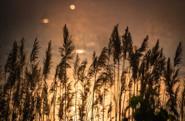 Gęstwiny Trzciny Jeziorze Zachodzie Słońca — Zdjęcie stockowe