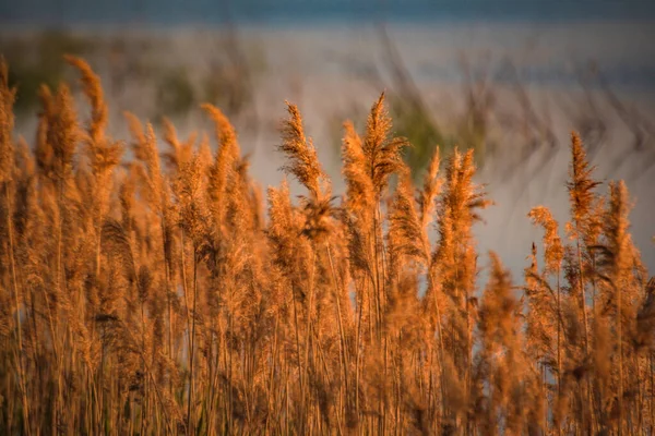 Rietstruiken Een Meer Bij Zonsondergang — Stockfoto