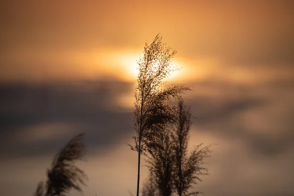 Reed Houští Jezeře Při Západu Slunce — Stock fotografie