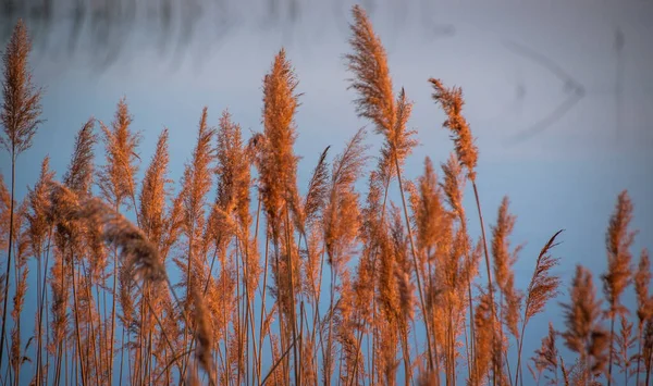 Roseau Fourrés Sur Lac Coucher Soleil — Photo