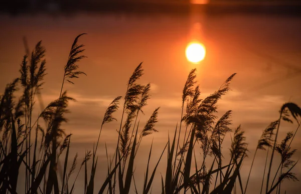 Roseau Fourrés Sur Lac Coucher Soleil — Photo