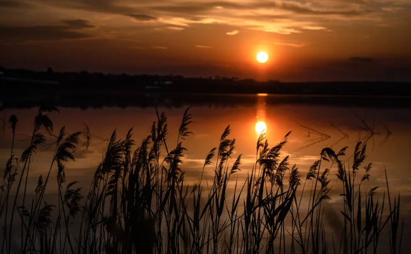 Roseau Fourrés Sur Lac Coucher Soleil — Photo