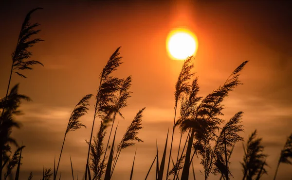 Reed Houští Jezeře Při Západu Slunce — Stock fotografie